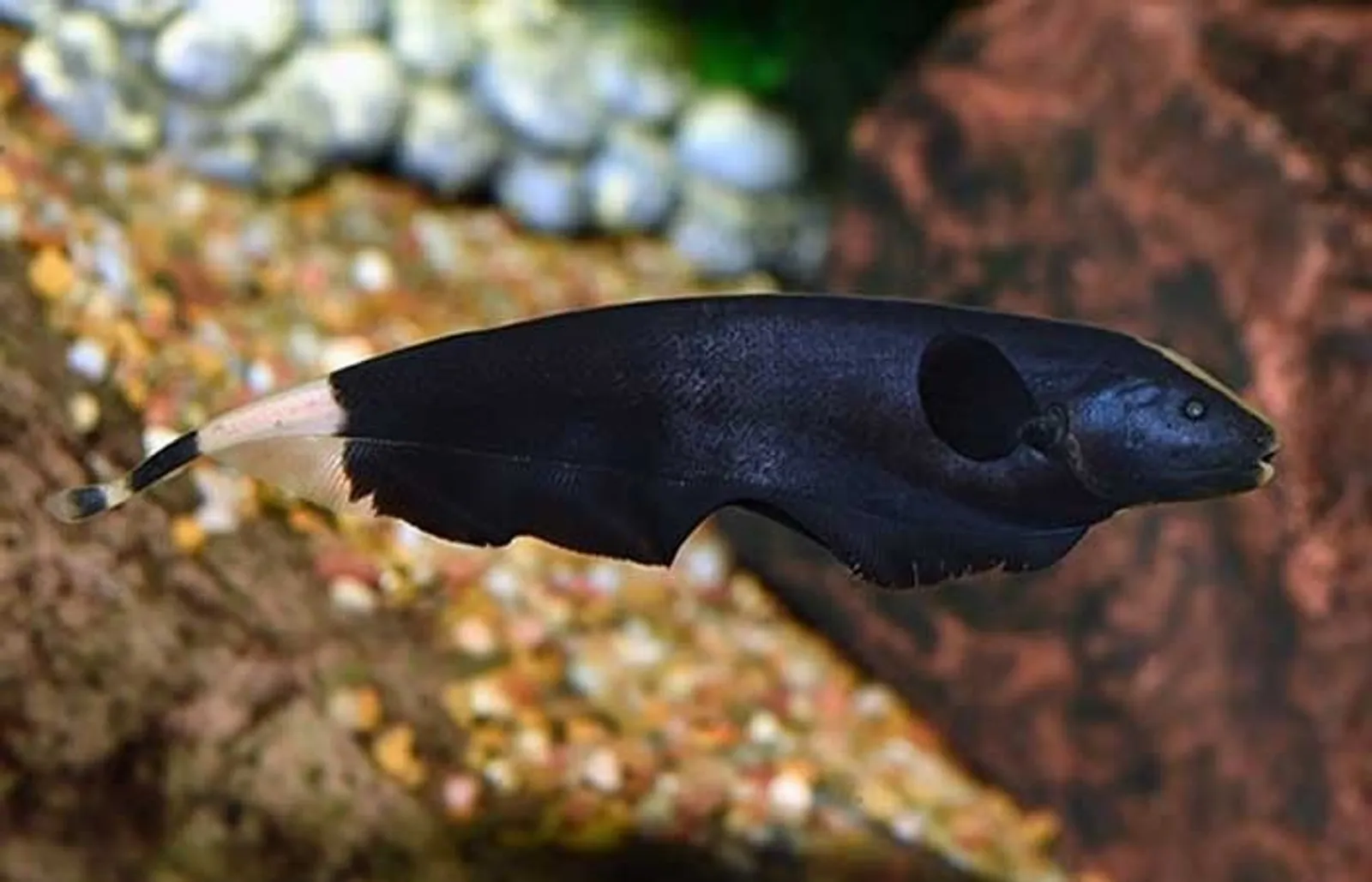 Ini 9 Ikan Hias Air Tawar Tercantik Yang Harganya Murah, Mulai Rp2.000