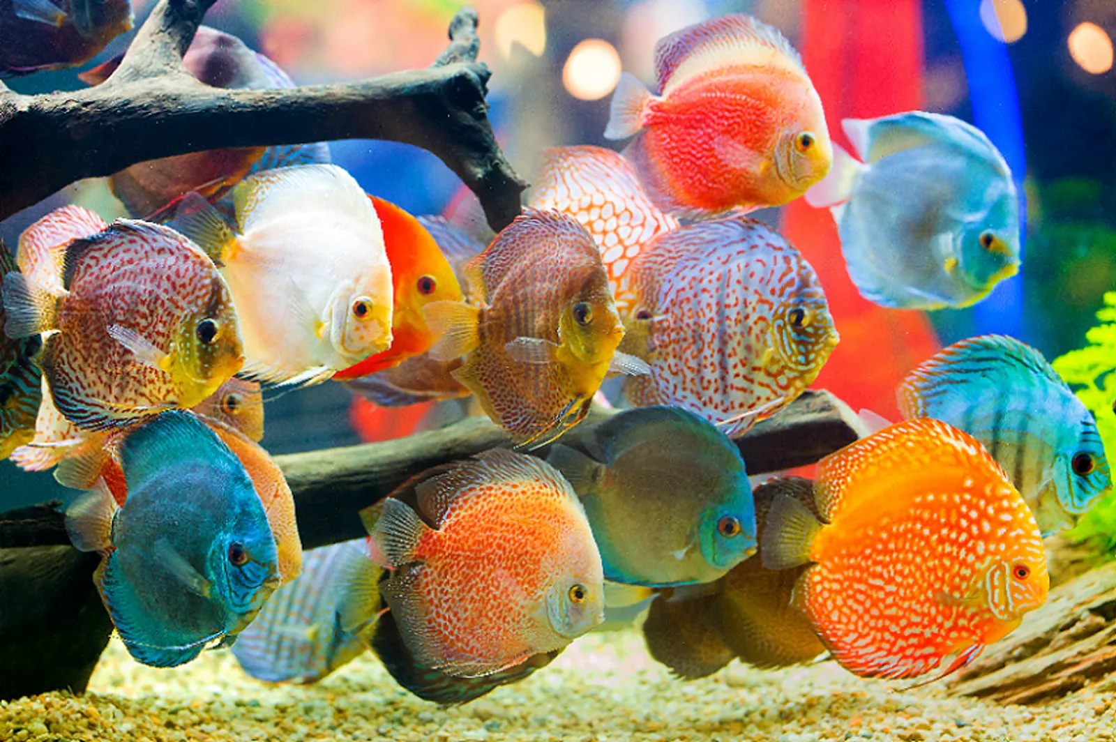 Mulai Rp2.000-an, Ini 9 Ikan Hias Tercantik Yang Harganya Murah