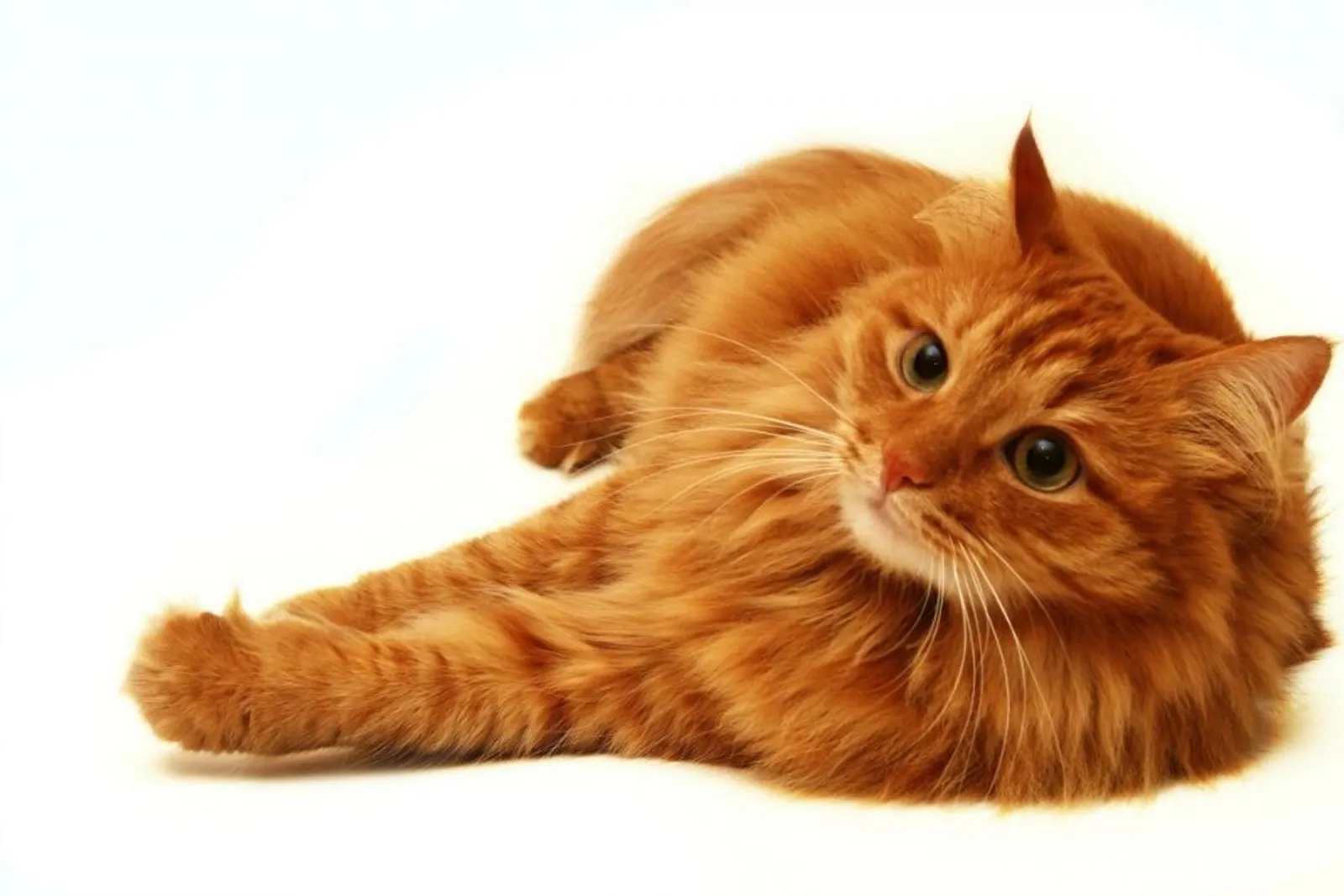 9 Fakta Ilmiah 'Kocheng Oren', Si Kucing Oranye yang Terkenal Nakal