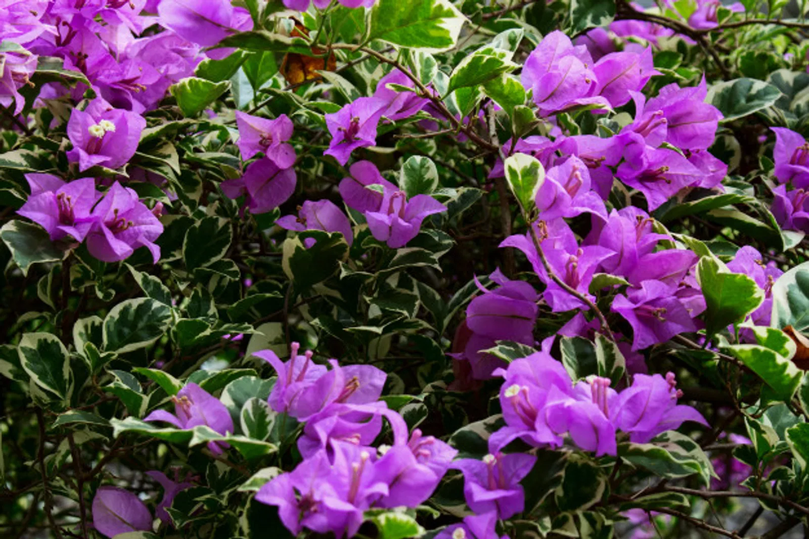 11 Jenis Tanaman Hias Bunga Cantik untuk Halaman Rumah