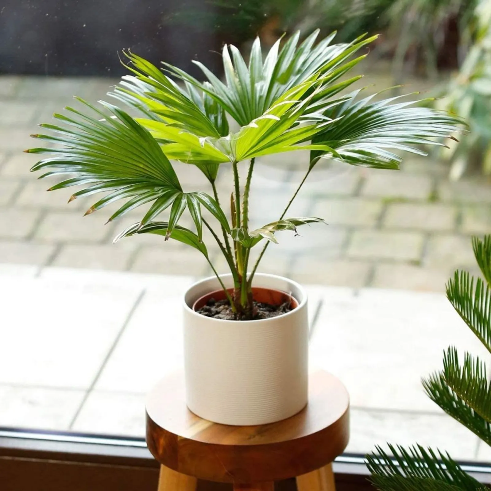 5 Jenis Pohon Palem Hias yang Cocok untuk Interior Rumah, Bikin Cantik
