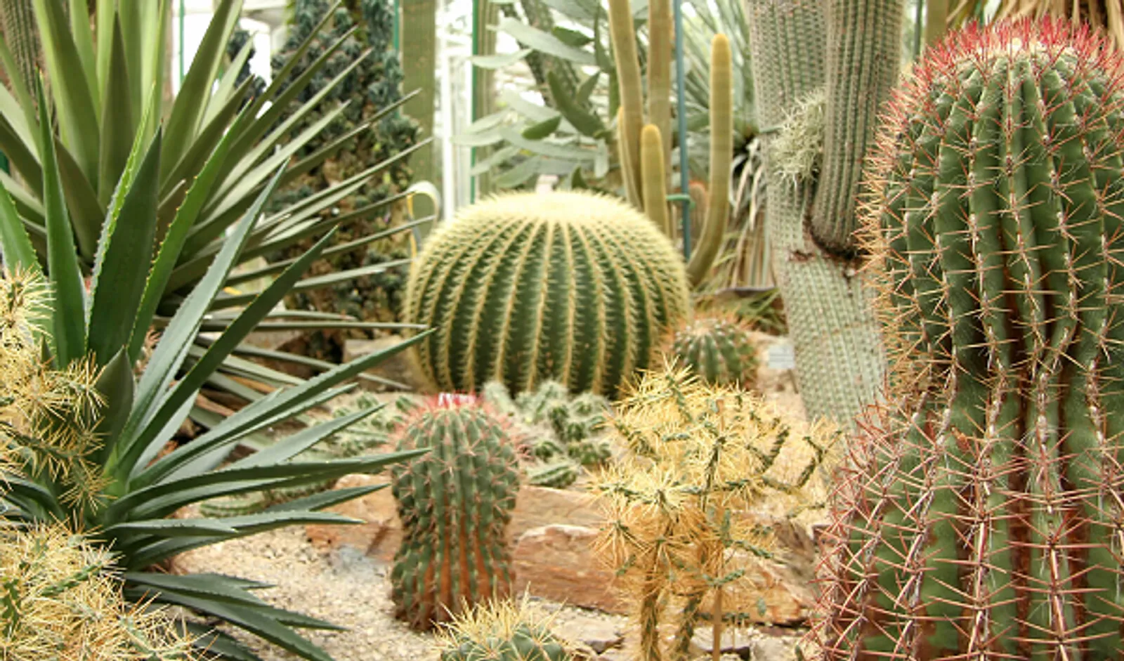 5 Jenis Tanaman Kaktus Cantik Penghias Halaman Rumahmu