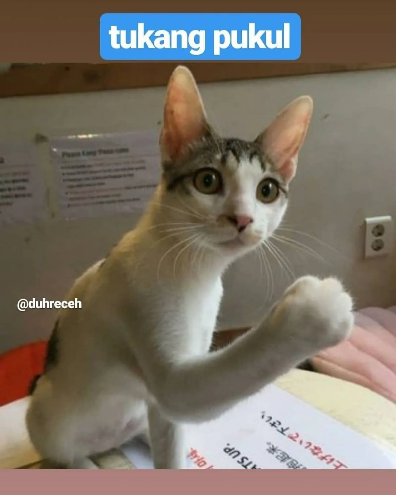 10 Meme Kocak Macam-Macam Pekerjaan Kucing Ini Bikin Gemas