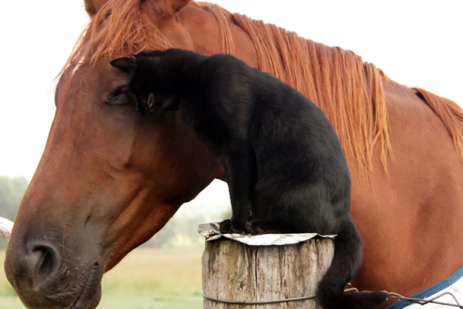 Inilah 15 Foto Kucing dan Kuda yang Menjadi Sepasang Sahabat!