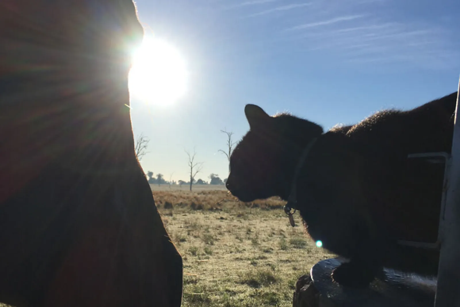 Inilah 15 Foto Kucing dan Kuda yang Menjadi Sepasang Sahabat!