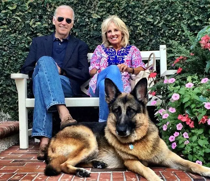 Dari Penampungan ke Gedung Putih, Ini Fakta Menarik Anjing Joe Biden