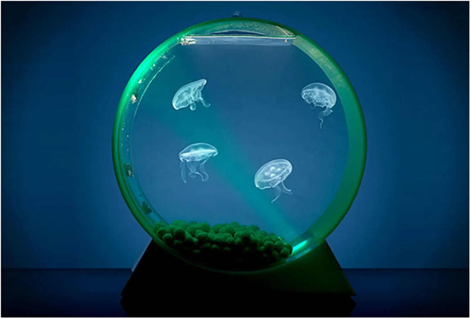 Hiasan Cantik Rumah Minimalis, Ini 10 Ide Akuarium Ikan yang Unik!