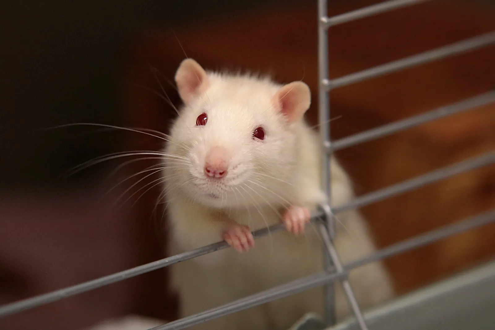 Mudah Didapat, 5 Cara Mengusir Tikus Menggunakan Bahan Rumahan
