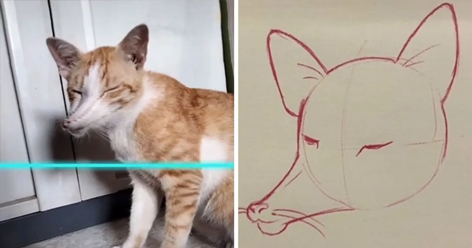 Kocak Abis! Filter TikTok Ini Sukses Bikin Muka Kucing Jadi Amburadul