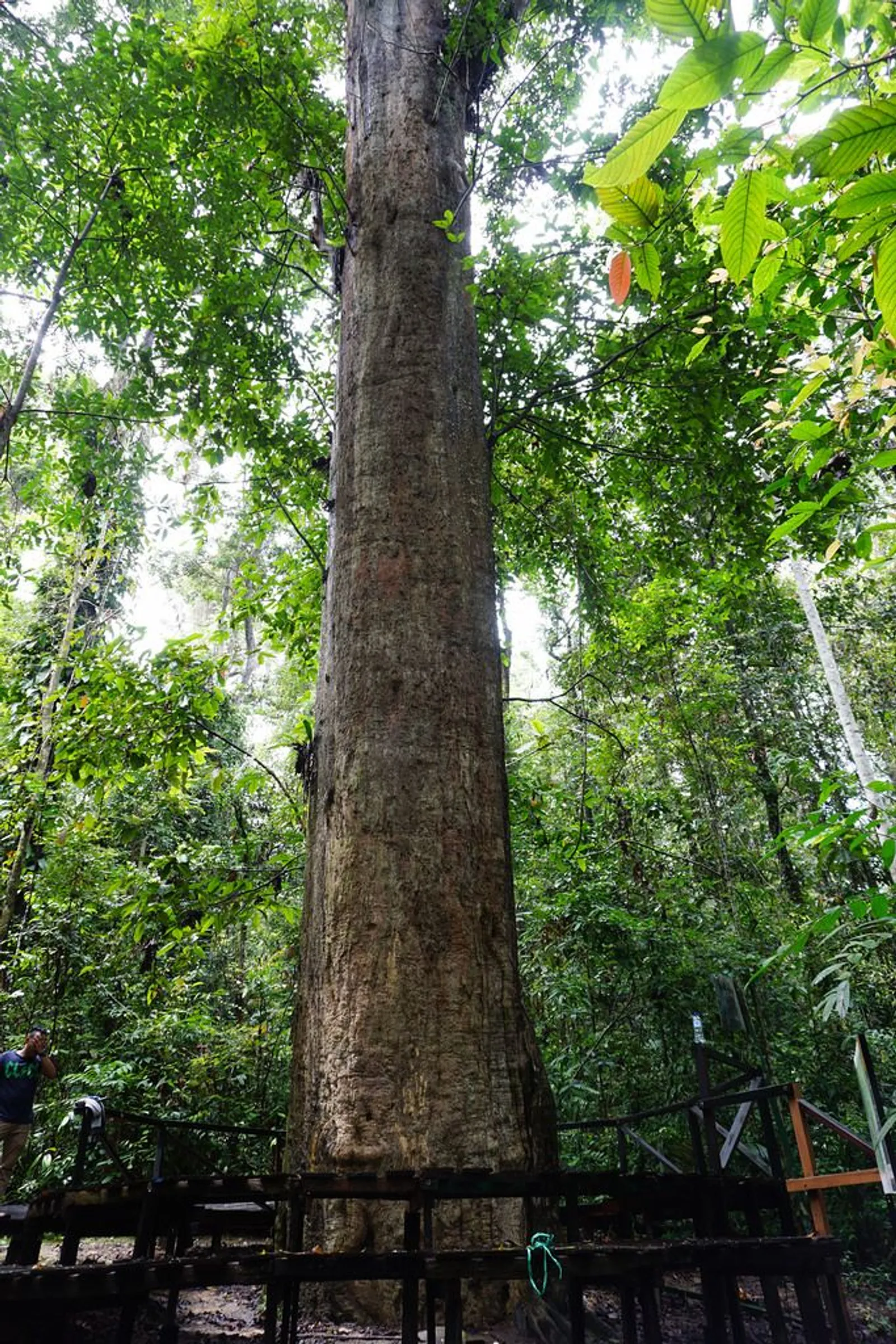 Terancam Punah, Ini 7 Tumbuhan Langka di Indonesia