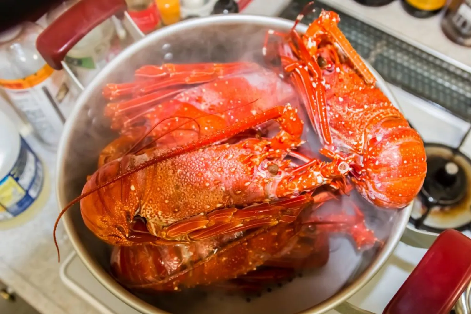 5 Tips Penting Memasak Lobster Agar Lembut dan Lezat
