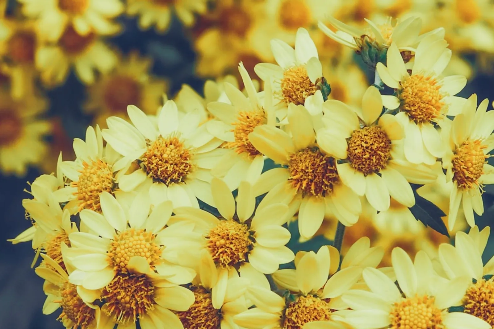 Hati-hati! Ini 7 Bunga Pembawa Sial yang Menghilangkan Keberuntungan