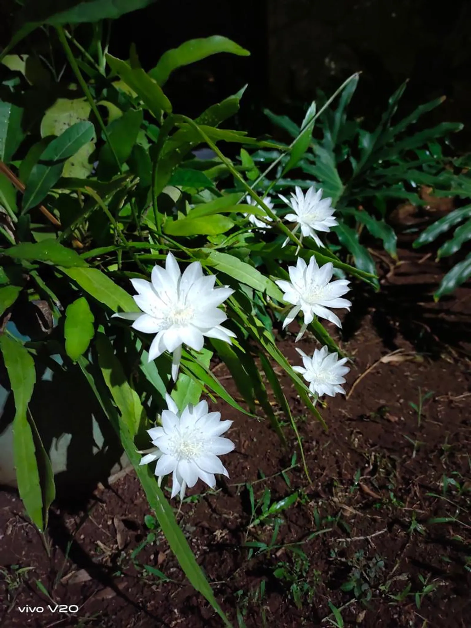 Seperti di Negeri Dongeng, Ini 6 Bunga Terunik di Dunia