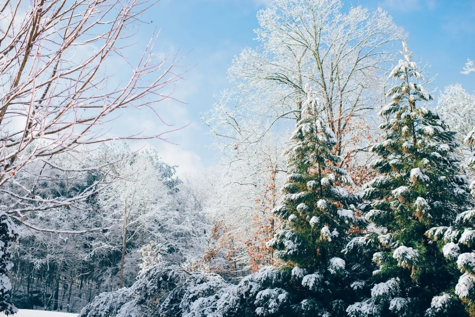 Kenapa Natal Identik Akan Pohon Cemara dan Sinterklas? Ini Sejarahnya