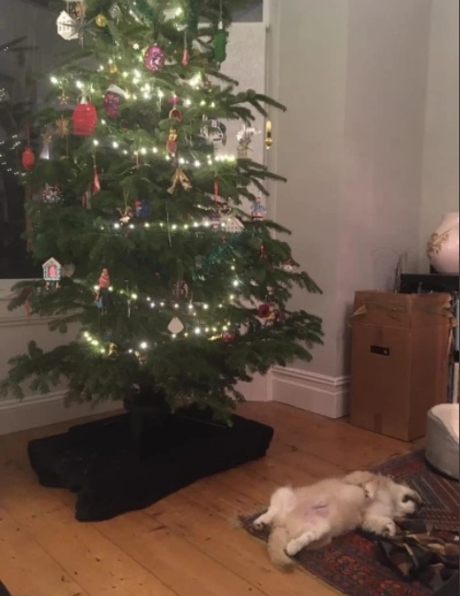 15 Kelakuan Kucing Merusak Pohon Natal ini Bikin Marah Sekaligus Gemes