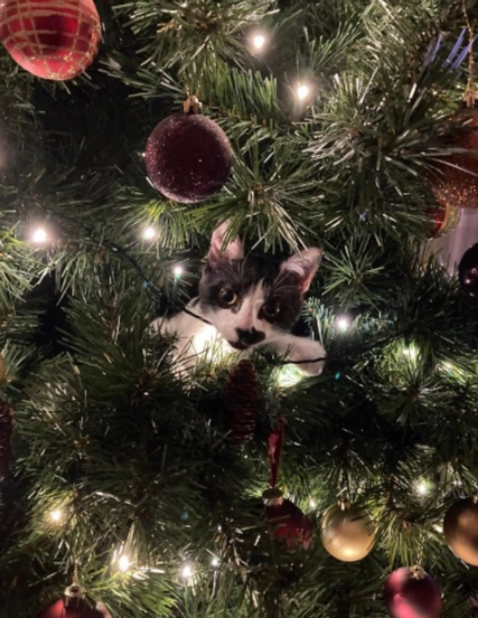 15 Kelakuan Kucing Merusak Pohon Natal ini Bikin Marah Sekaligus Gemes