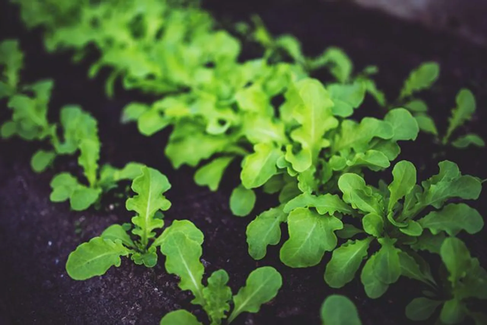 Cara Menanam Sayuran Organik di Rumah Bagi Kamu Para Pemula