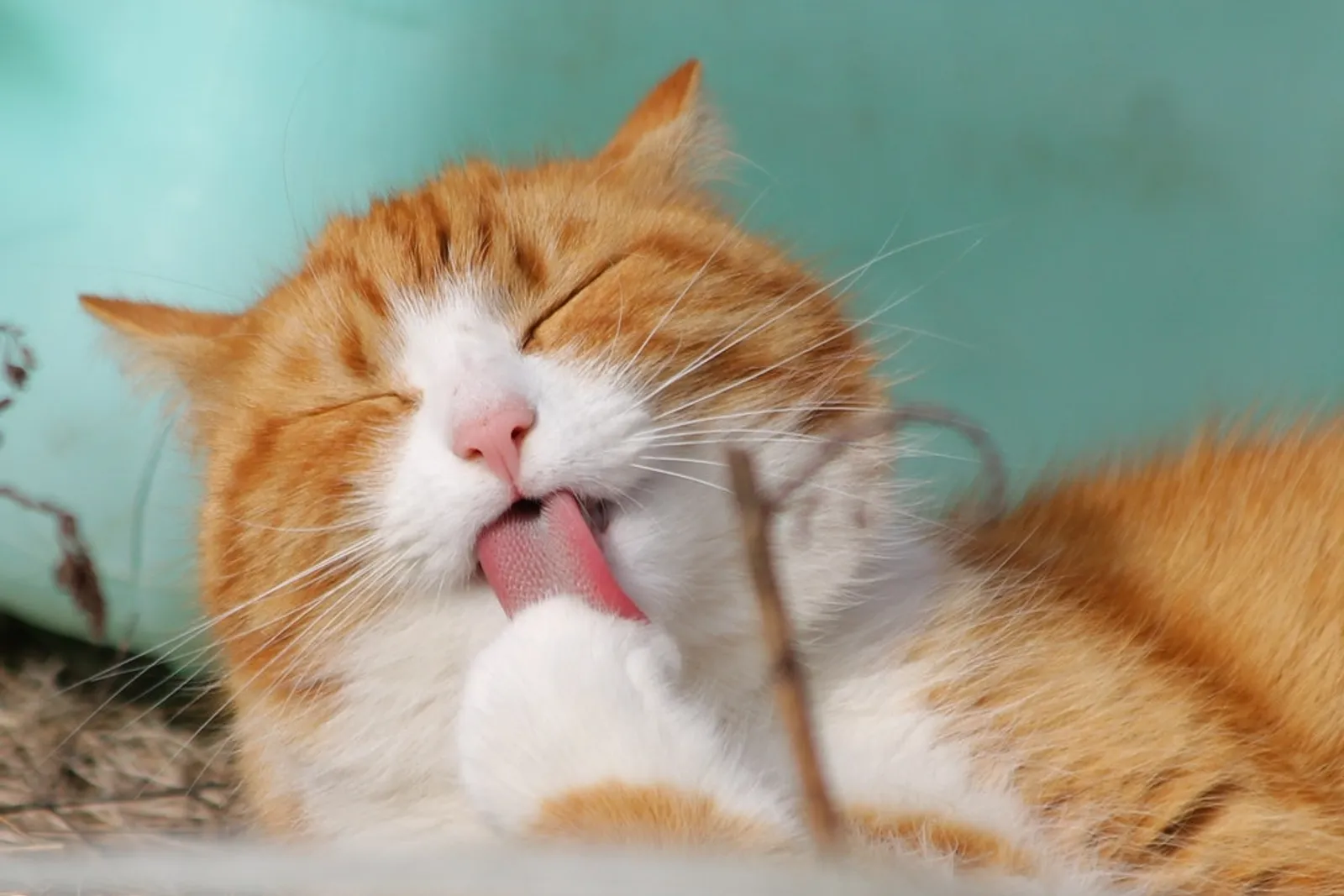 11 Bahasa Tubuh Kucing Ini Menandakan Ia Menyukaimu