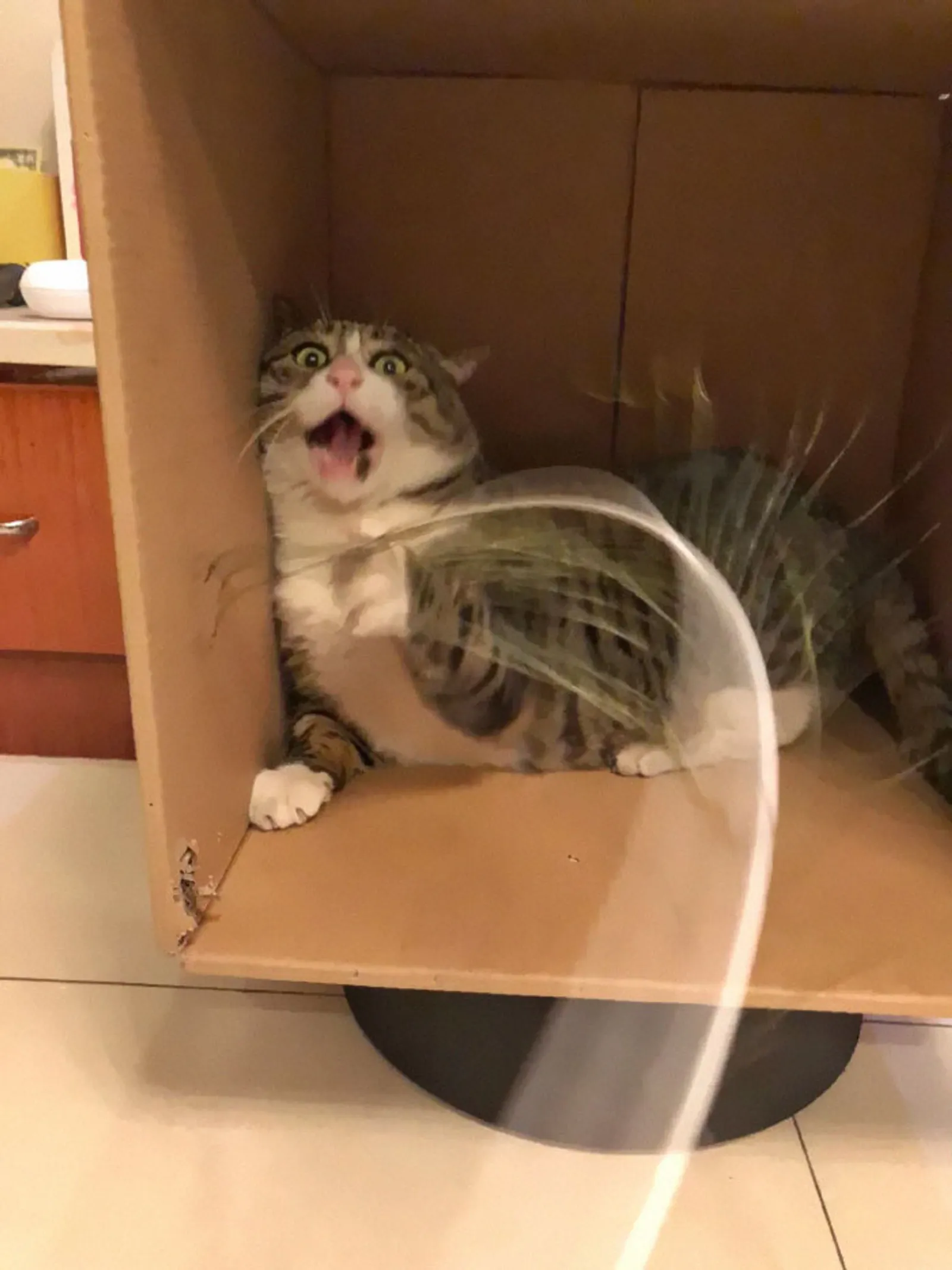 11 Reaksi Kucing Lebay Ini Pas Banget Buat Meme