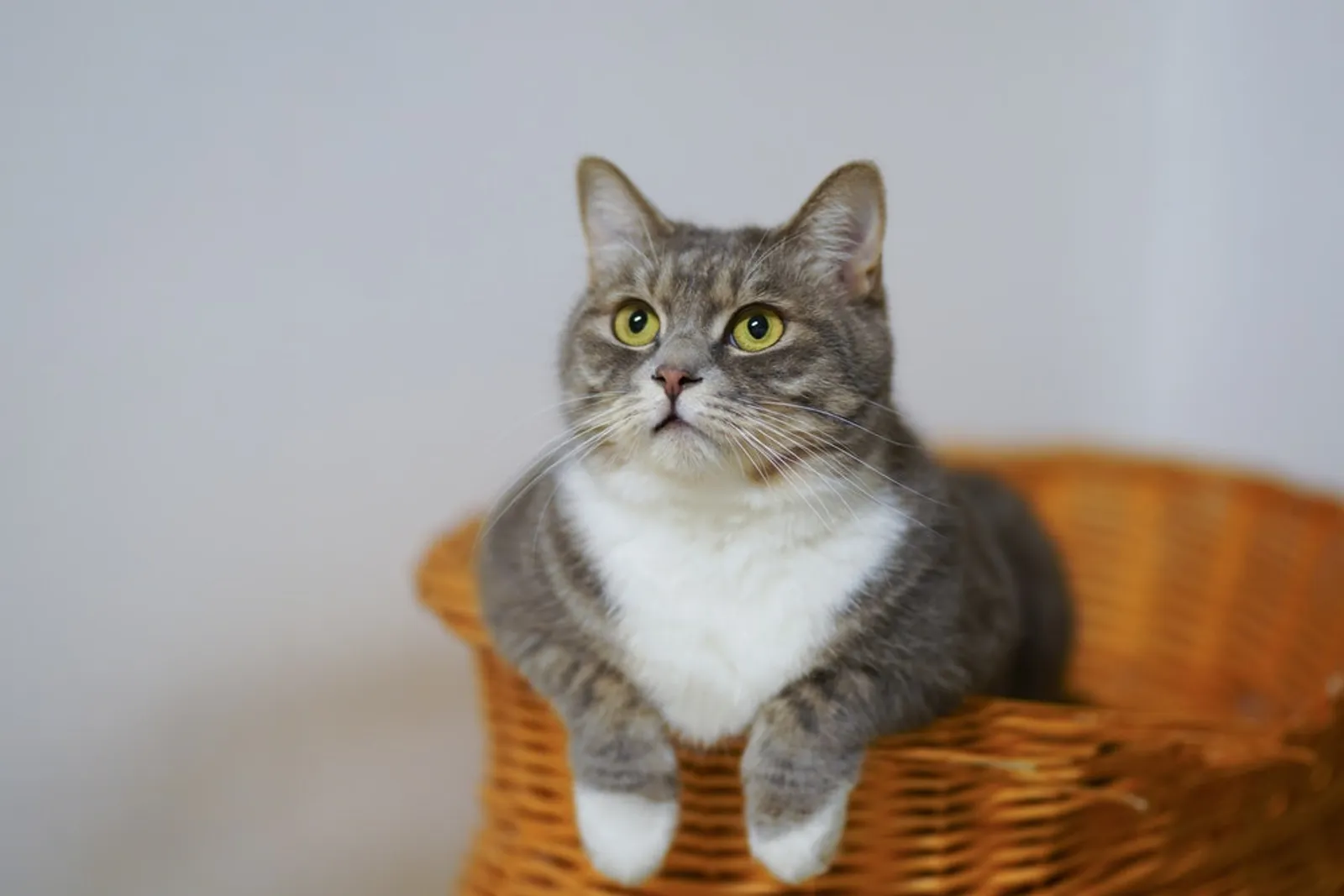 11 Bahasa Tubuh Kucing Ini Menandakan Ia Menyukaimu