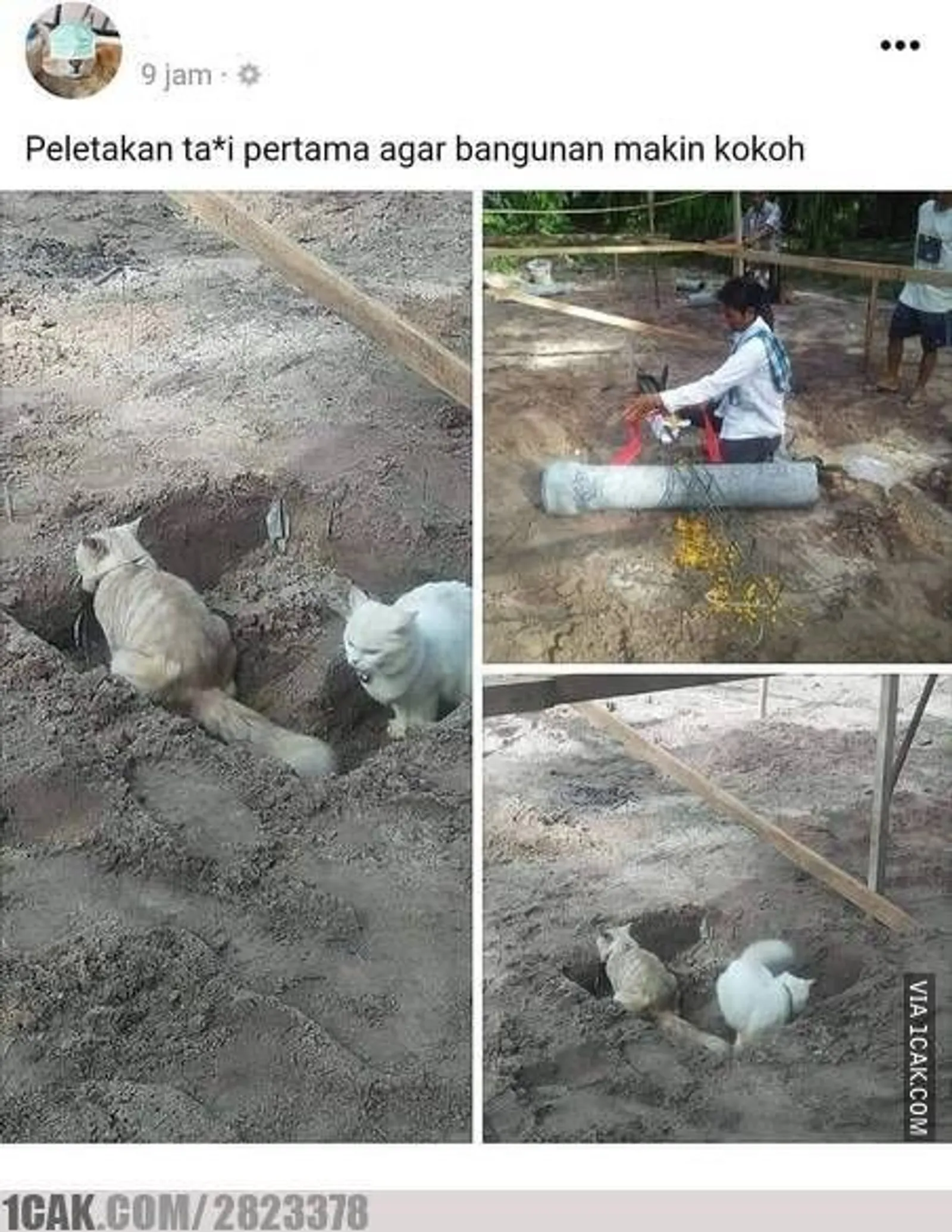 10 Potret Kerja Sama Kucing dan Tukang Bangunan, Kok Bisa Kompak, Sih?