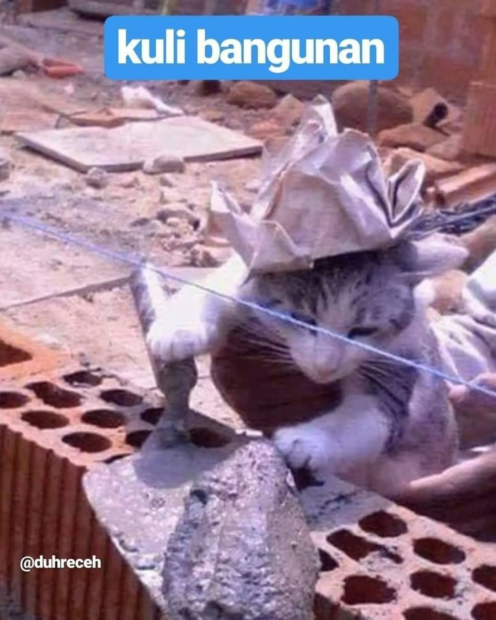 10 Potret Kerja Sama Kucing dan Tukang Bangunan, Kok Bisa Kompak, Sih?