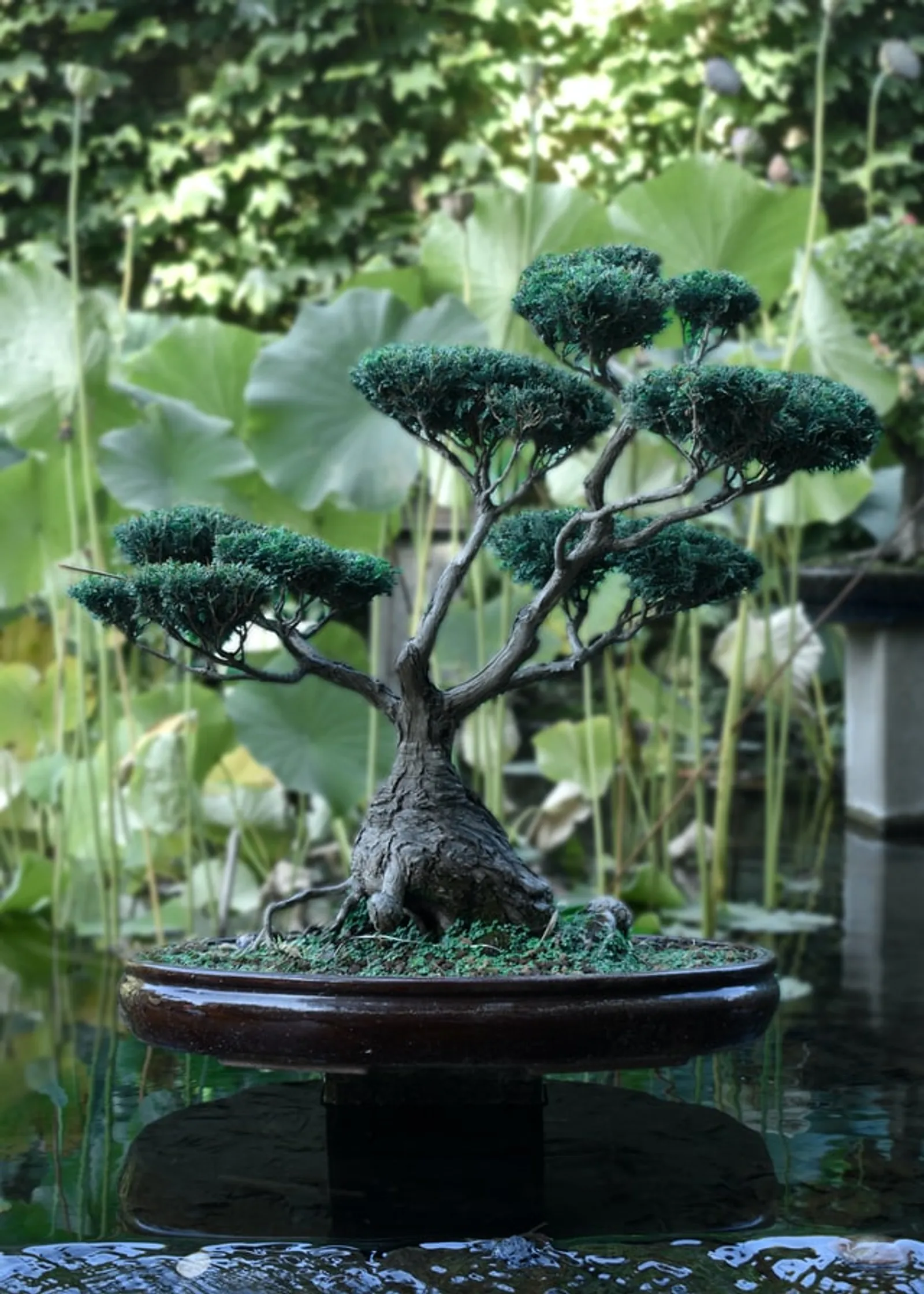 Cara Merawat Pohon Bonsai Beringin Agar Subur dan Panjang Umur