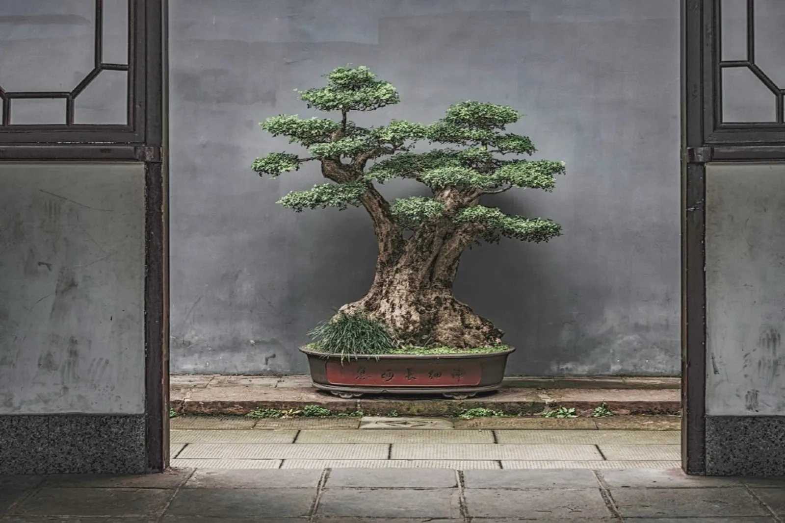 Cara Merawat Pohon Bonsai Beringin Agar Subur dan Panjang Umur