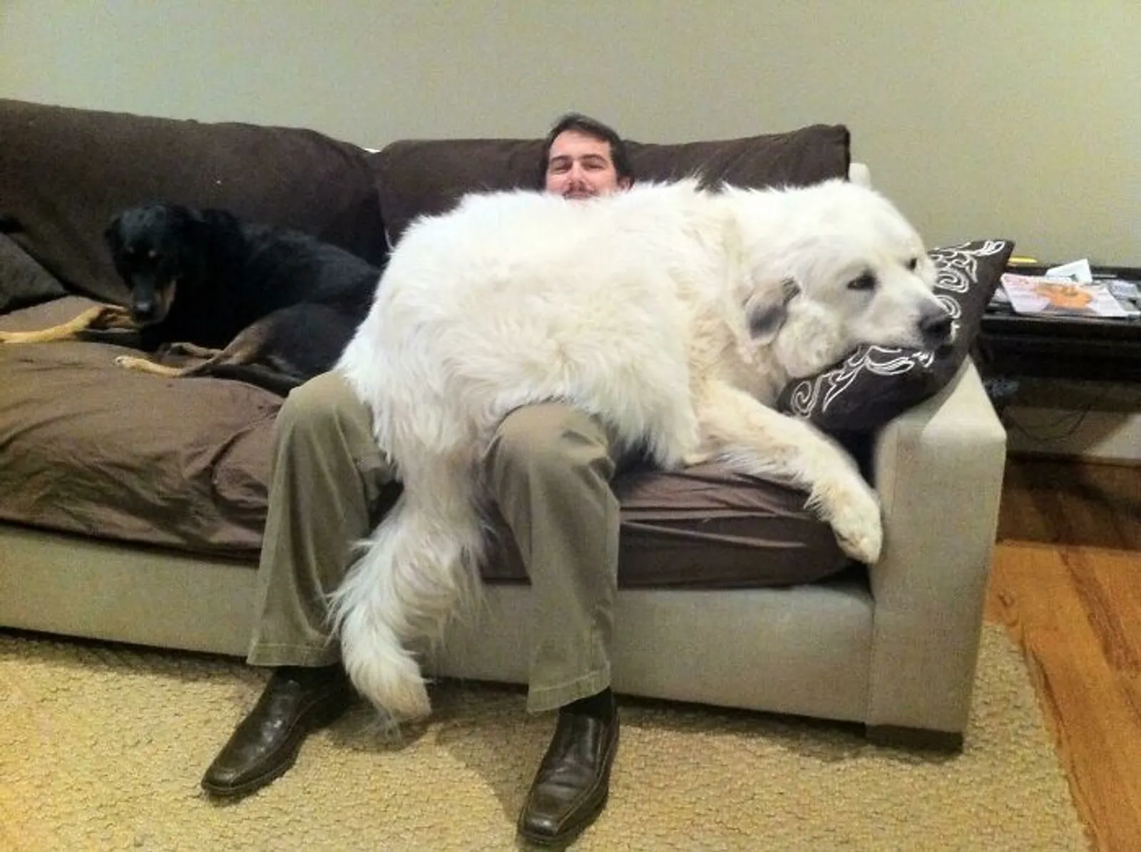 Potret Anjing yang Tak Sadar Betapa Besarnya Dia