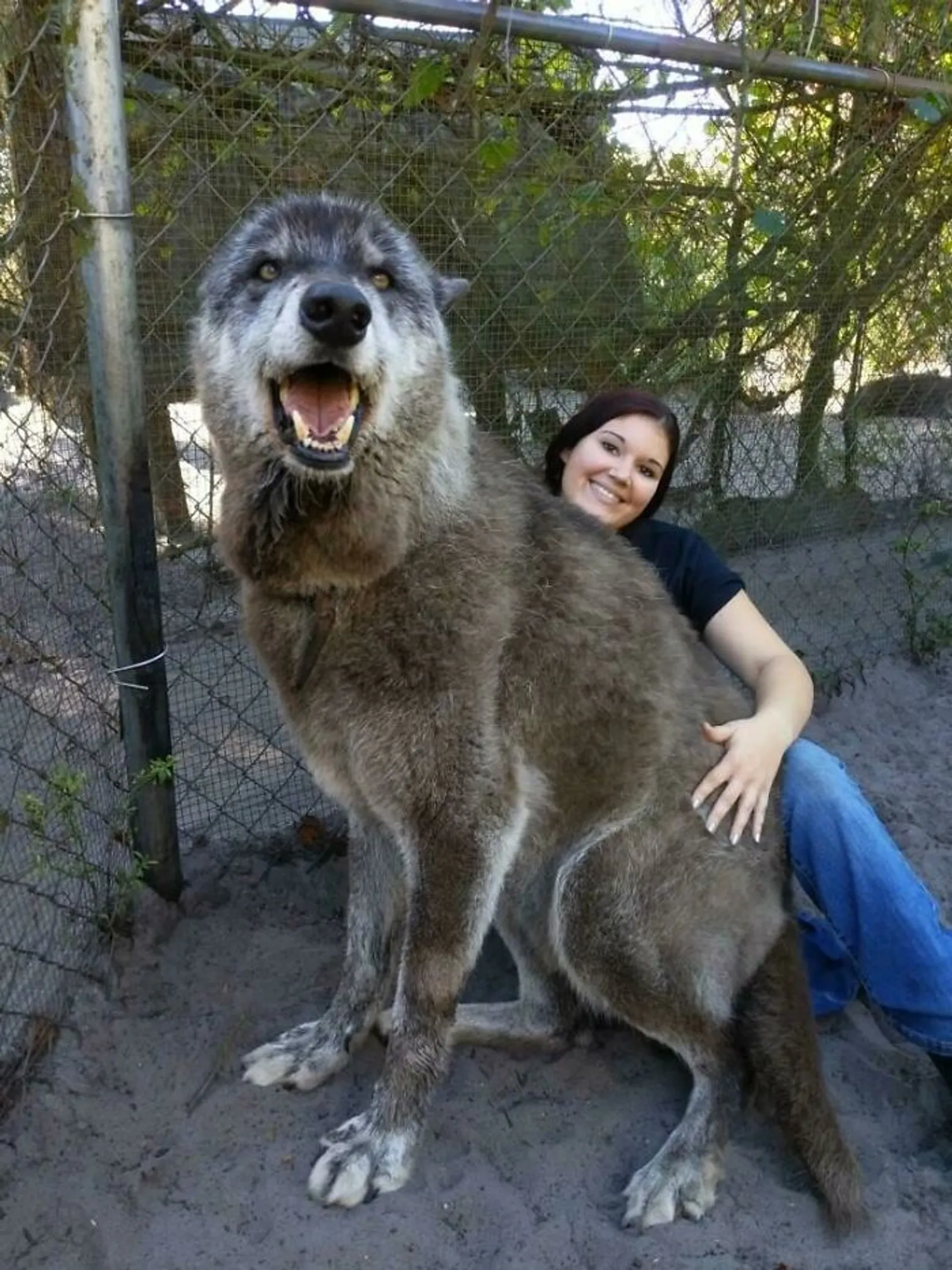 Potret Anjing yang Tak Sadar Betapa Besarnya Dia