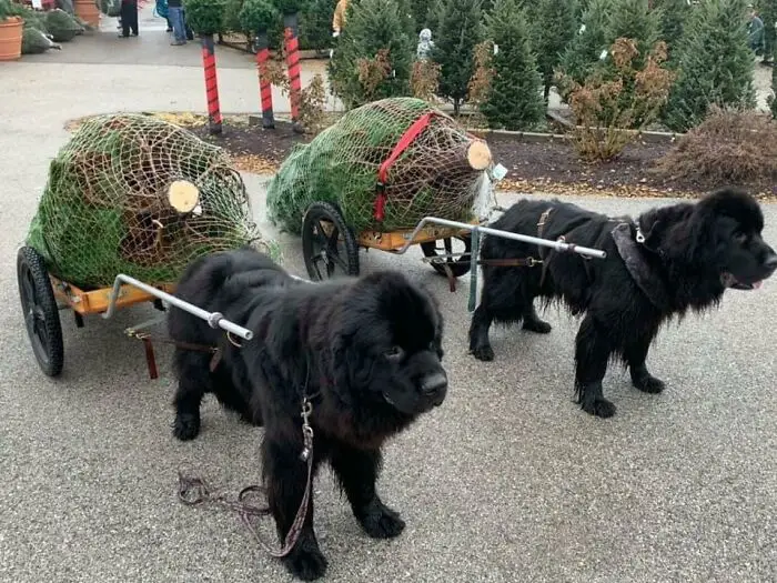 Potret Anjing yang Tak Sadar Betapa Besarnya Dia