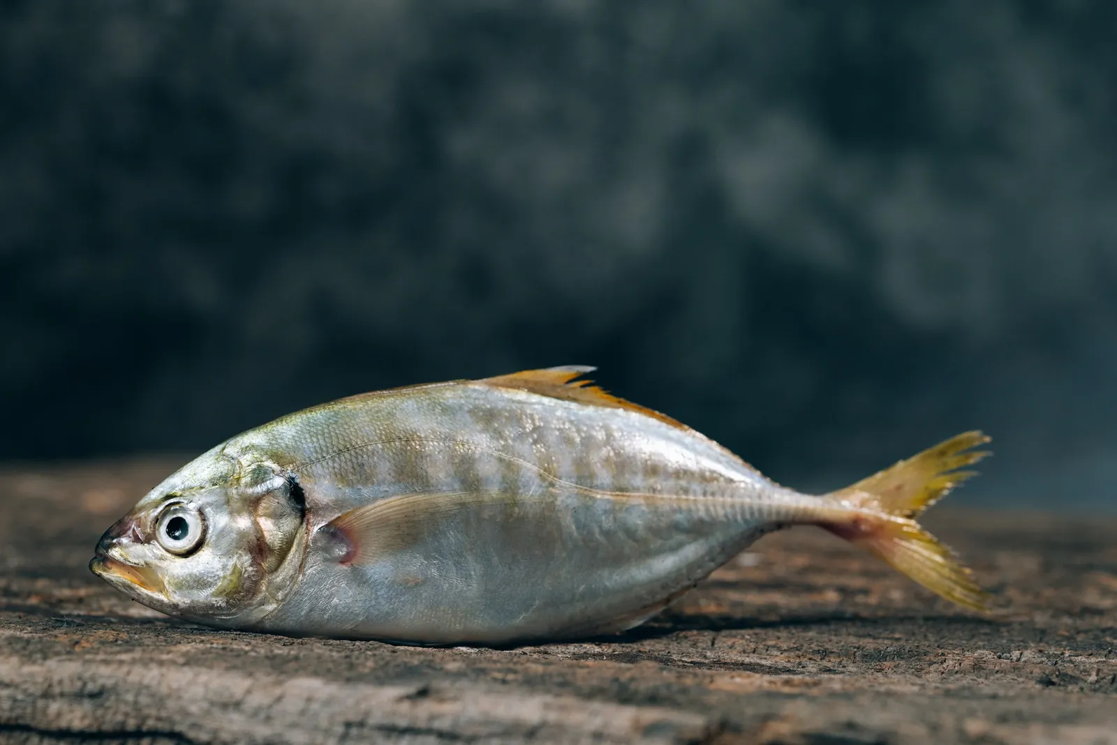Viral Ikan Bisa Berenang Meski Isi Perut Telah Dibersihkan