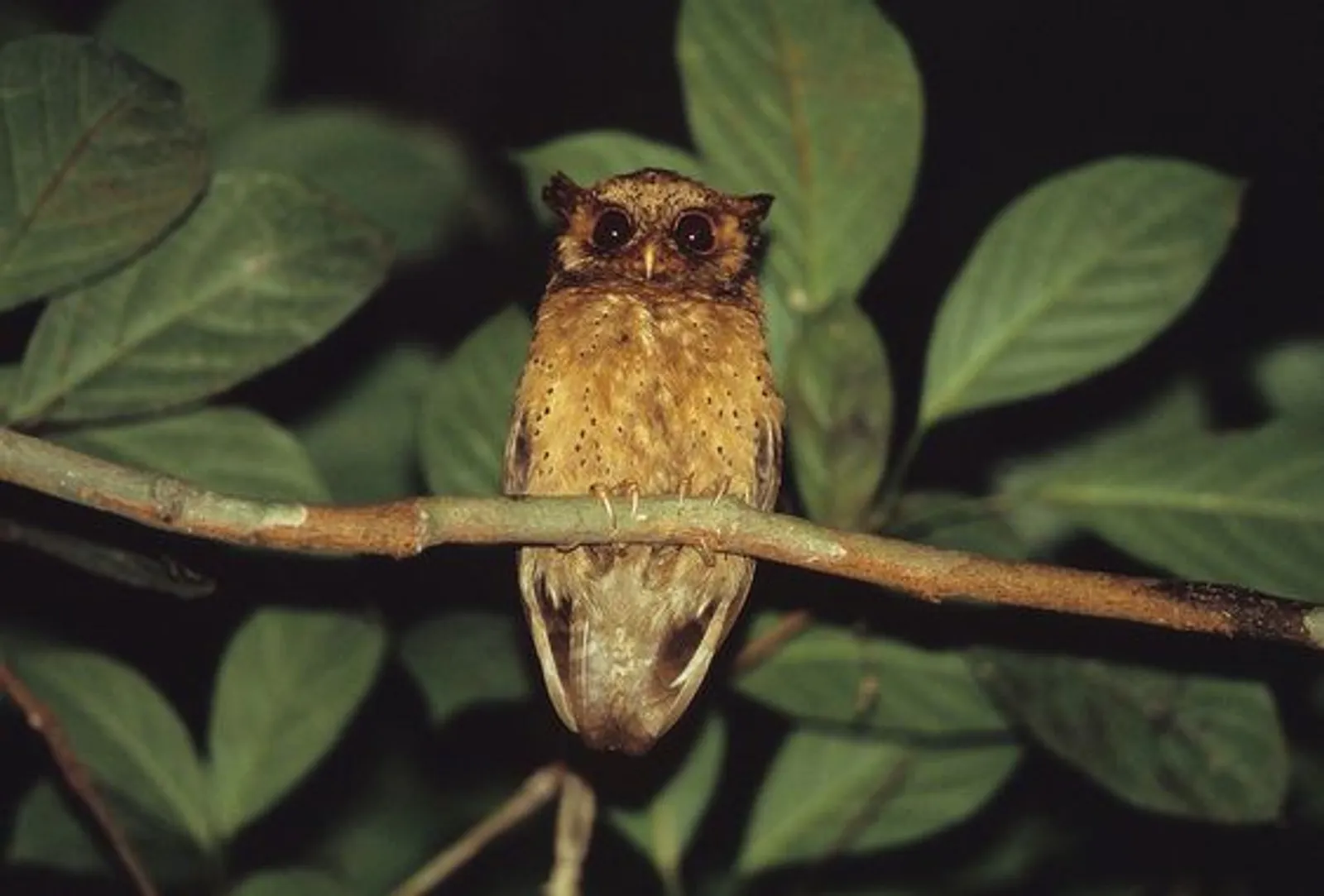 8 Jenis Burung Hantu Asal Indonesia yang Bisa Jadi Peliharaanmu