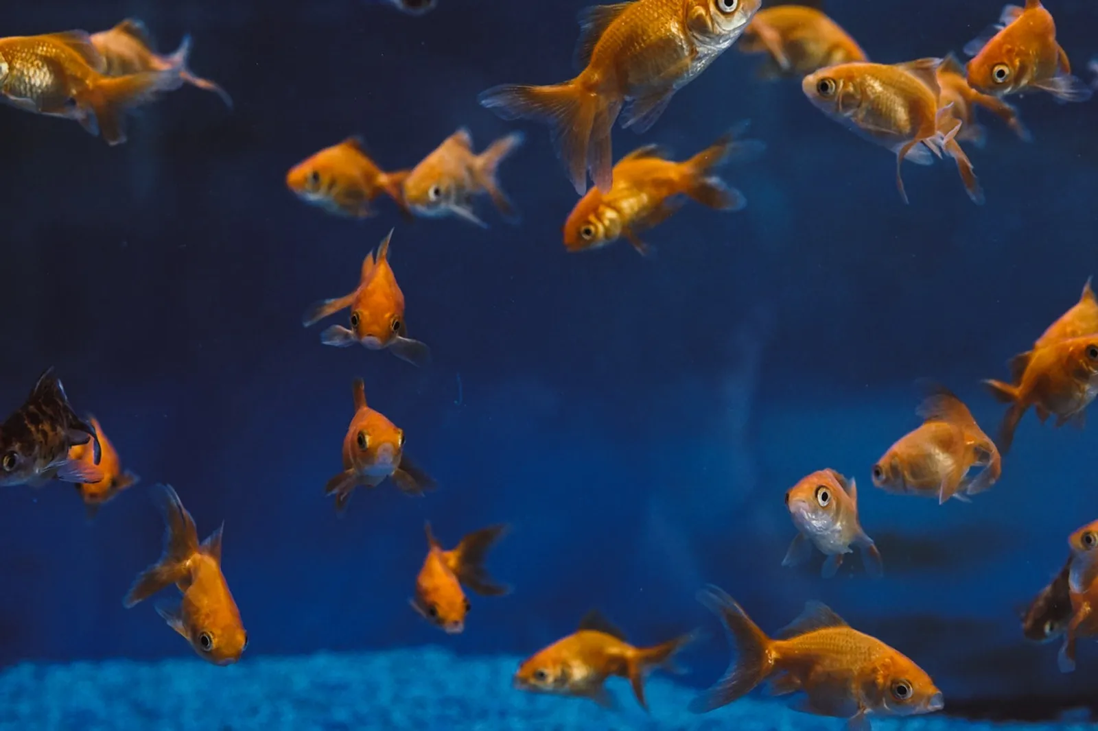 8 Jenis Ikan Mas Komet dan Tips Merawatnya
