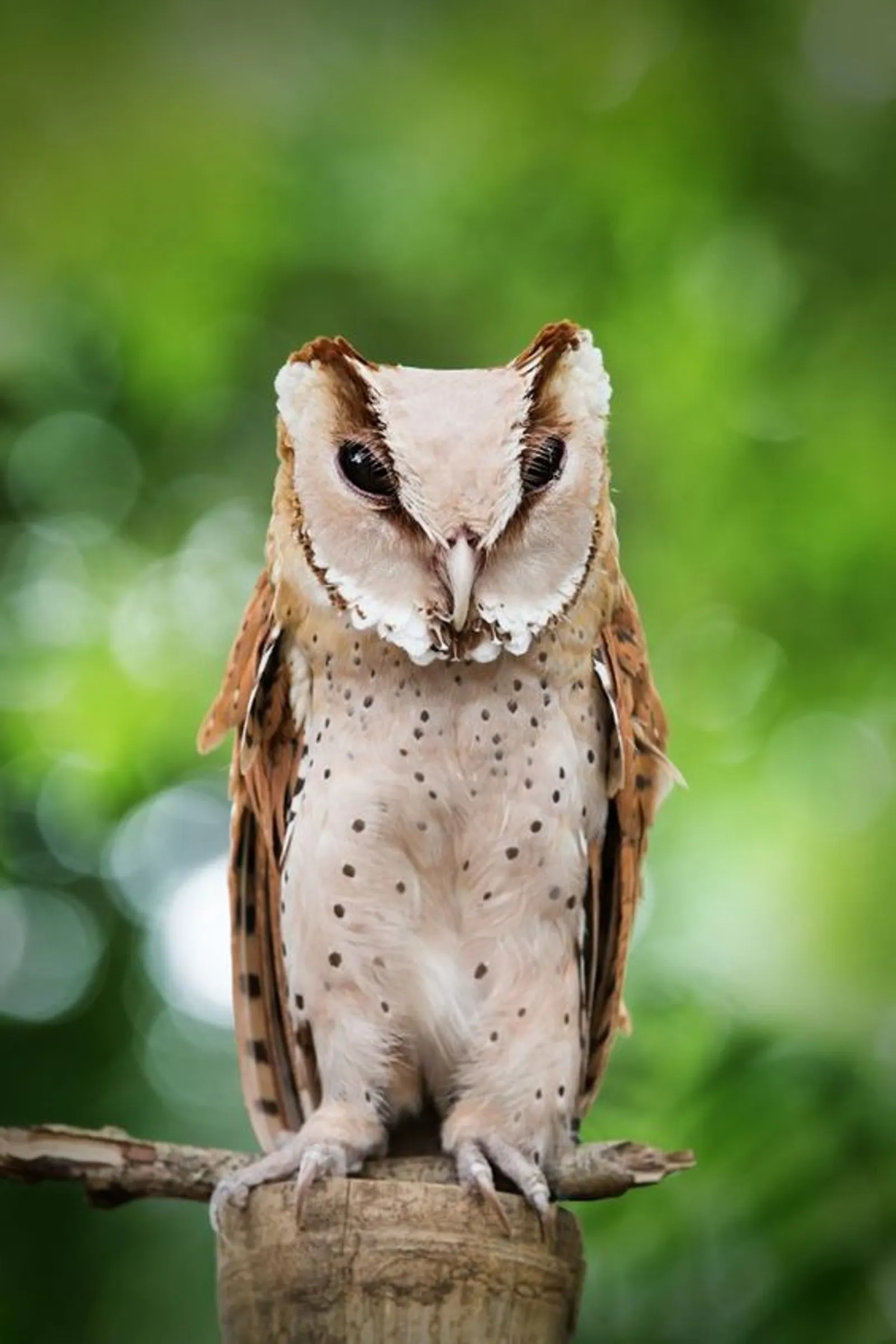 8 Jenis Burung Hantu Asal Indonesia yang Bisa Jadi Peliharaanmu
