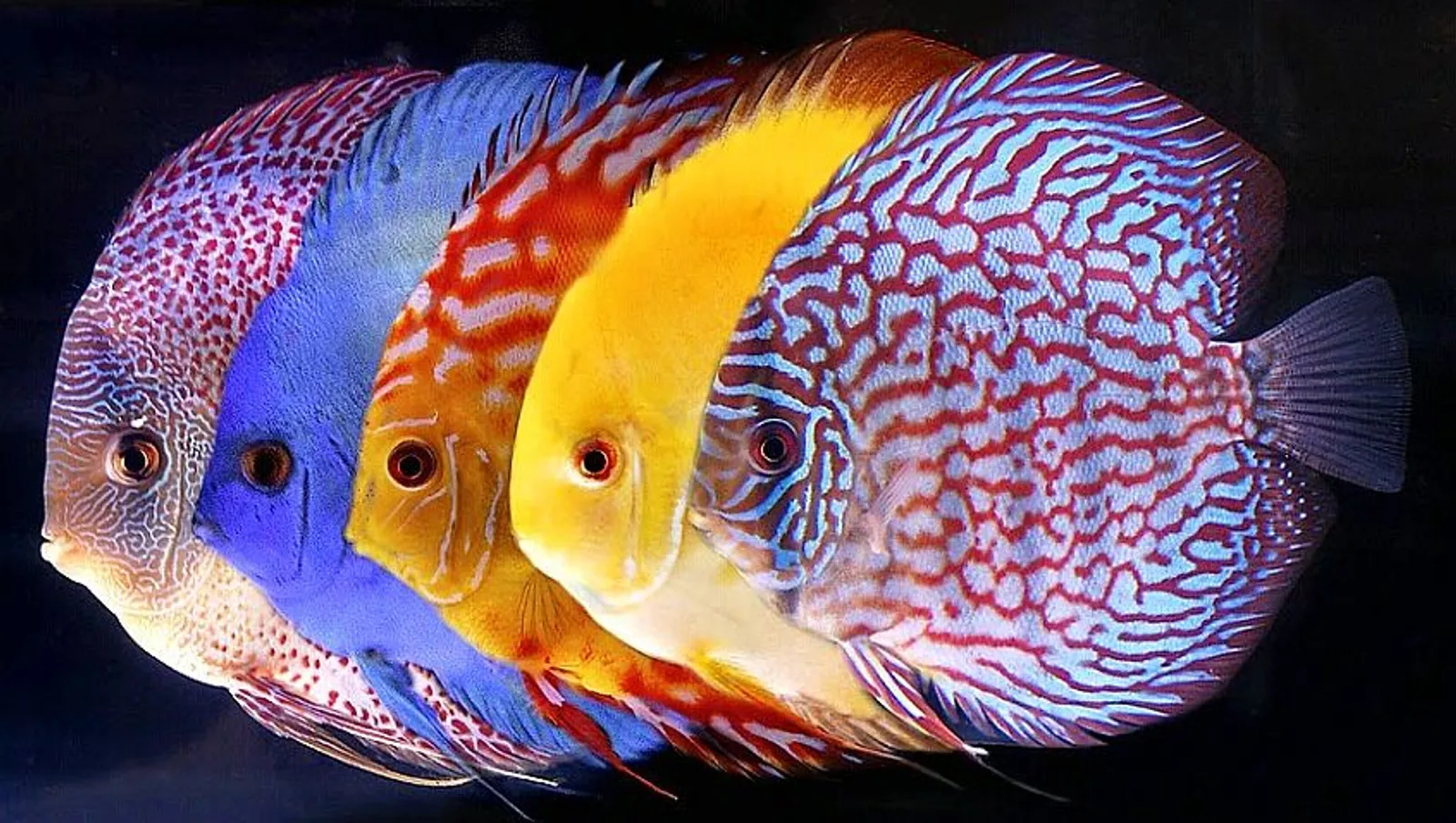 Memesona, Ini 7 Jenis Ikan Aquascape yang Super Cantik
