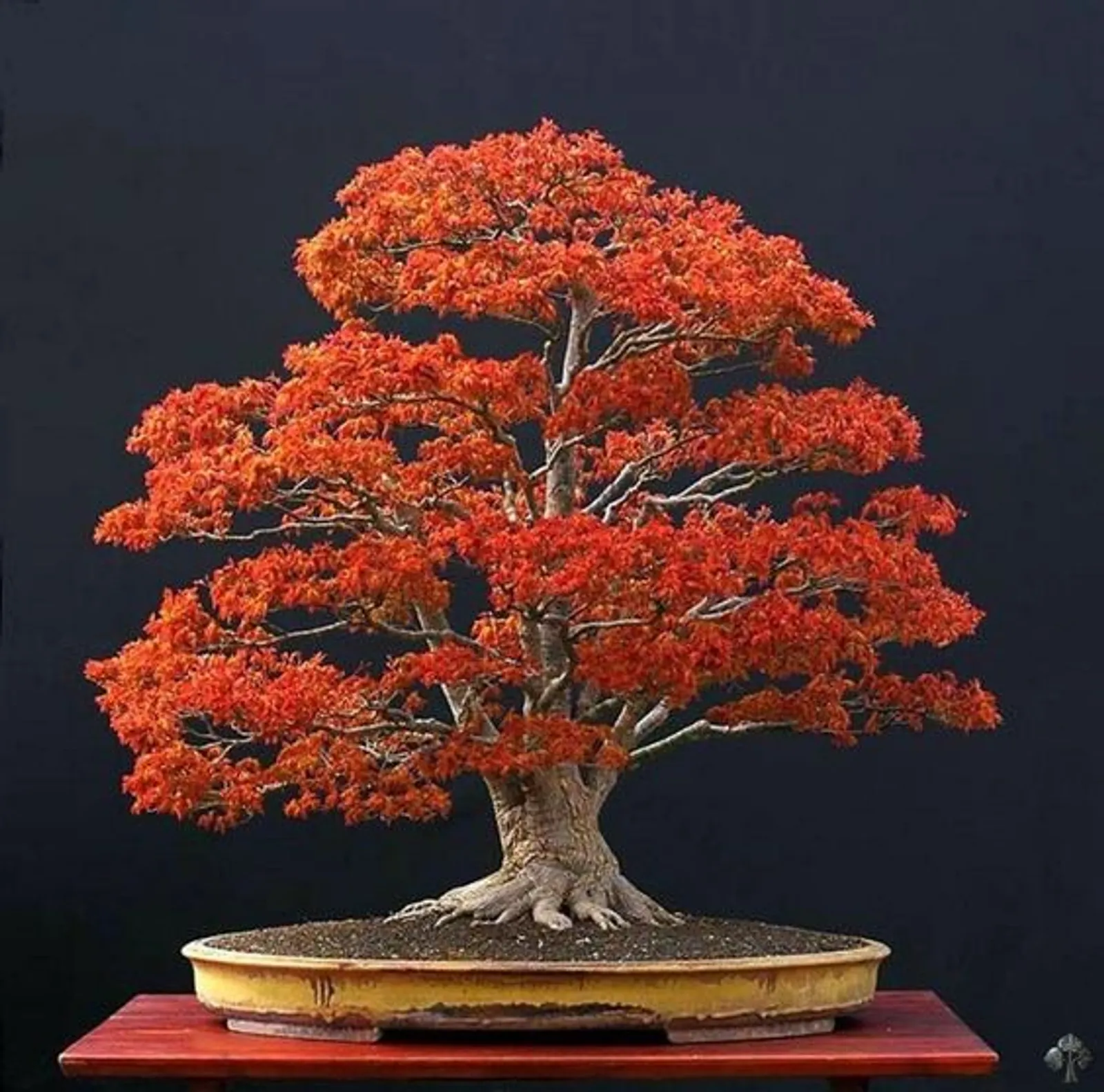 Ini 5 Cara Membuat Tanaman Bonsai, Si Miniatur Pohon yang Filosofis