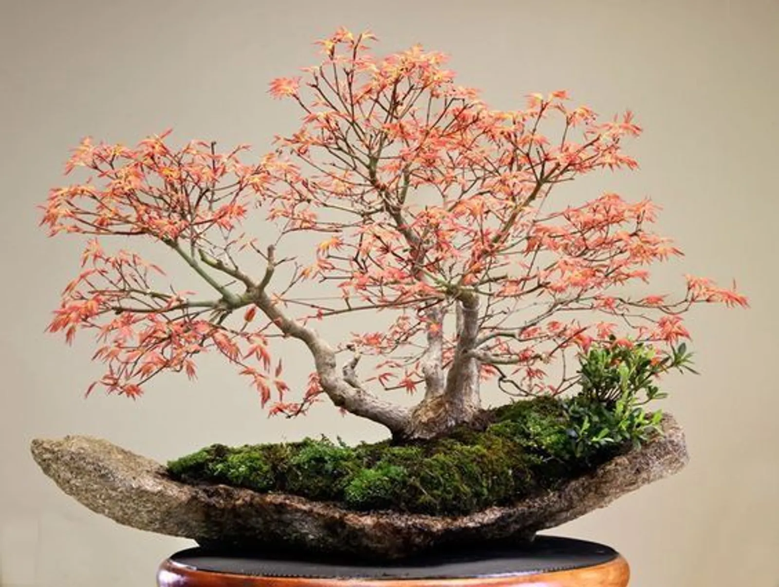 Ini 5 Cara Membuat Tanaman Bonsai, Si Miniatur Pohon yang Filosofis