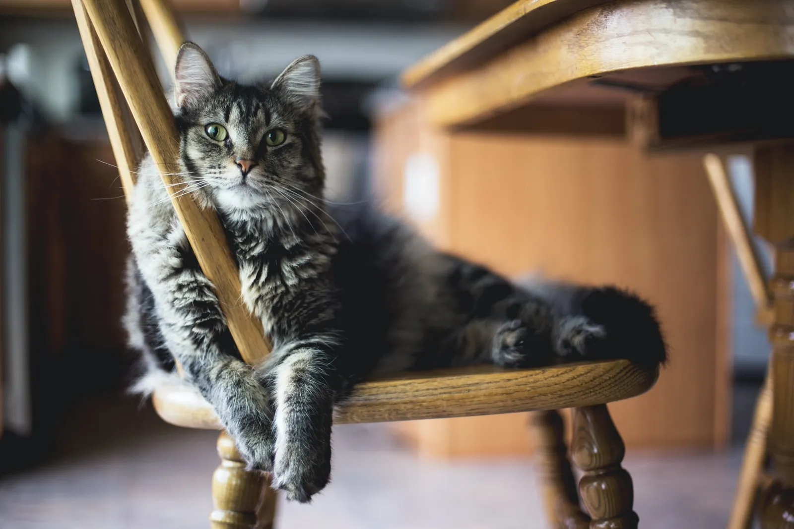 8 Cara Mudah Menghilangkan Kutu Kucing, Bahan-Bahannya Mudah Dicari