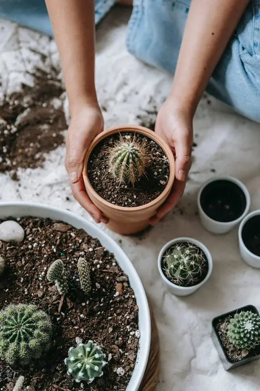 Tumbuh Cantik dan Segar, Ini 6 Cara Merawat Kaktus Indoor