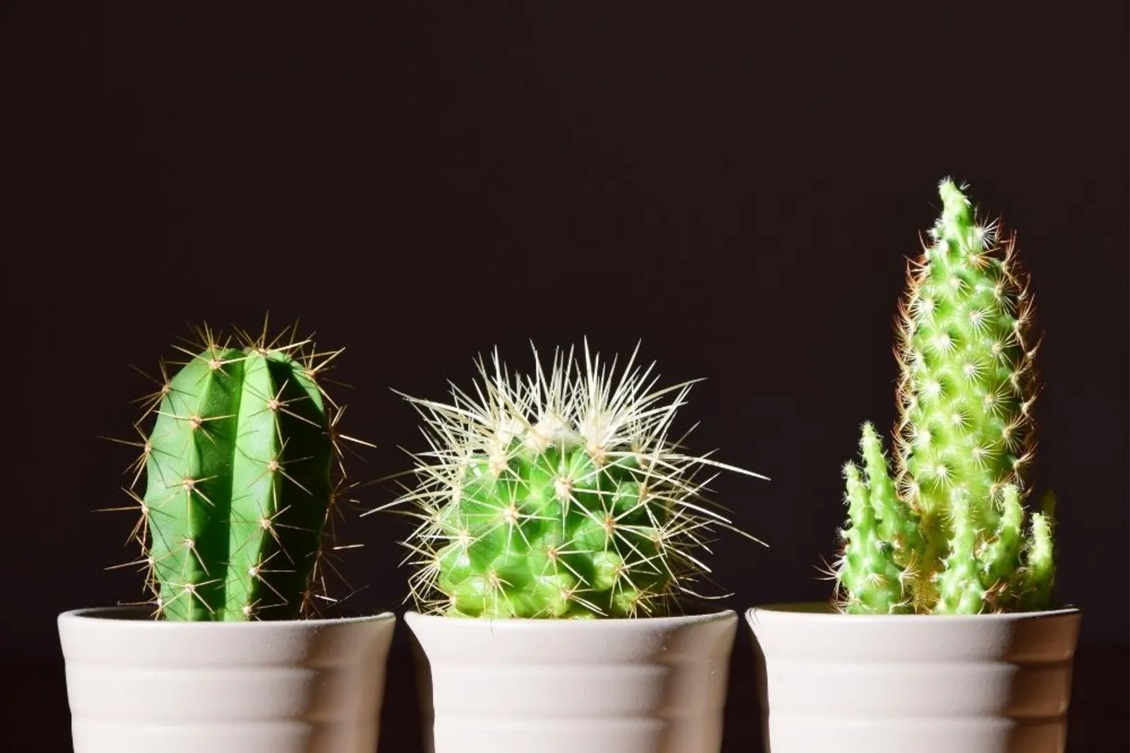 Tumbuh Cantik dan Segar, Ini 6 Cara Merawat Kaktus Indoor