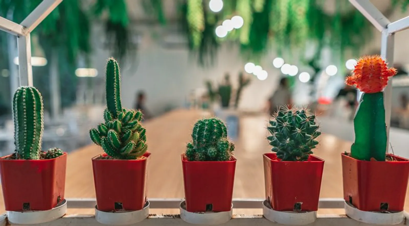 Tumbuh Cantik dan Segar, Ini 6 Cara Merawat Kaktus Indoor