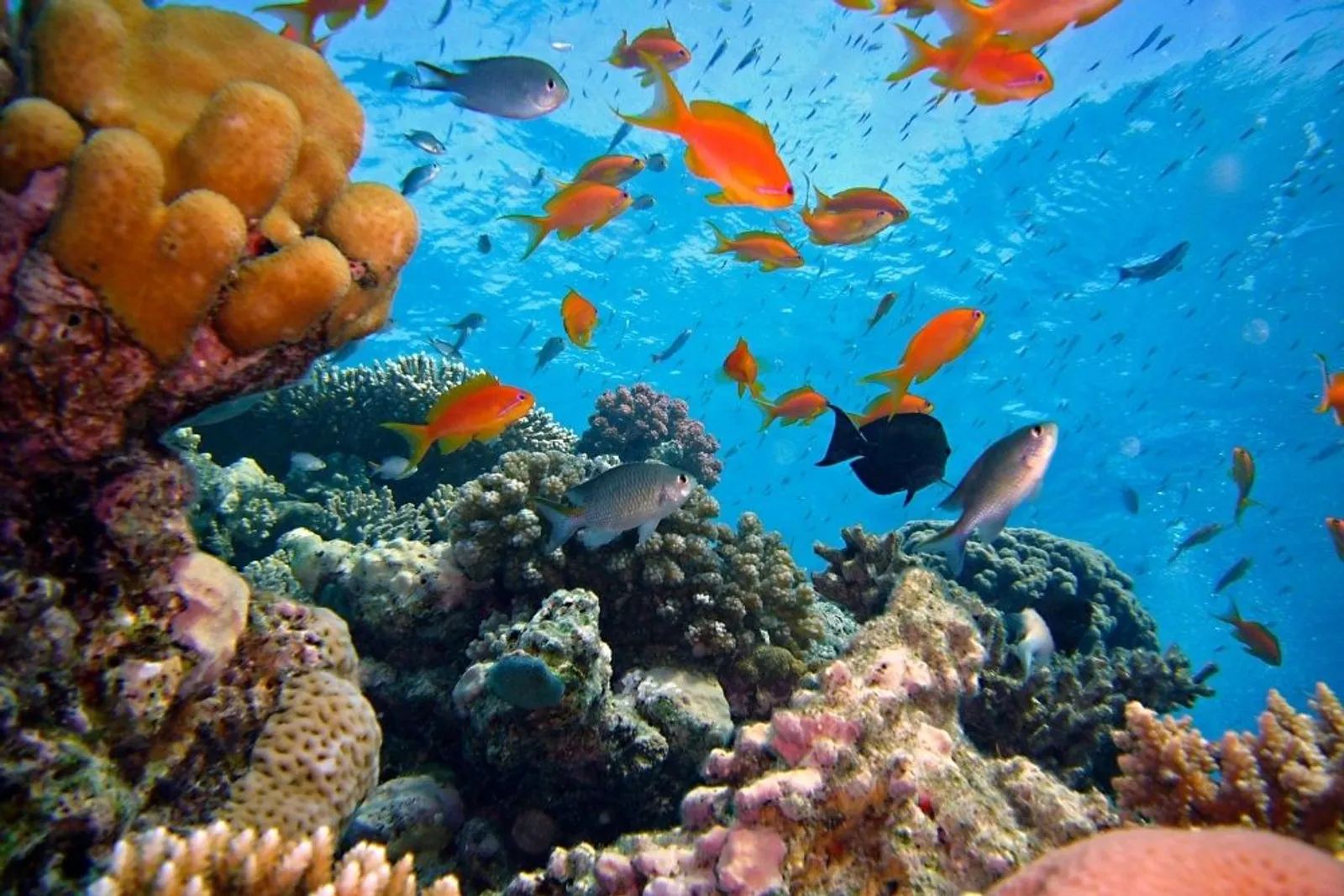 13 Fakta Menakjubkan Tentang Laut yang Tidak Kamu Sangka