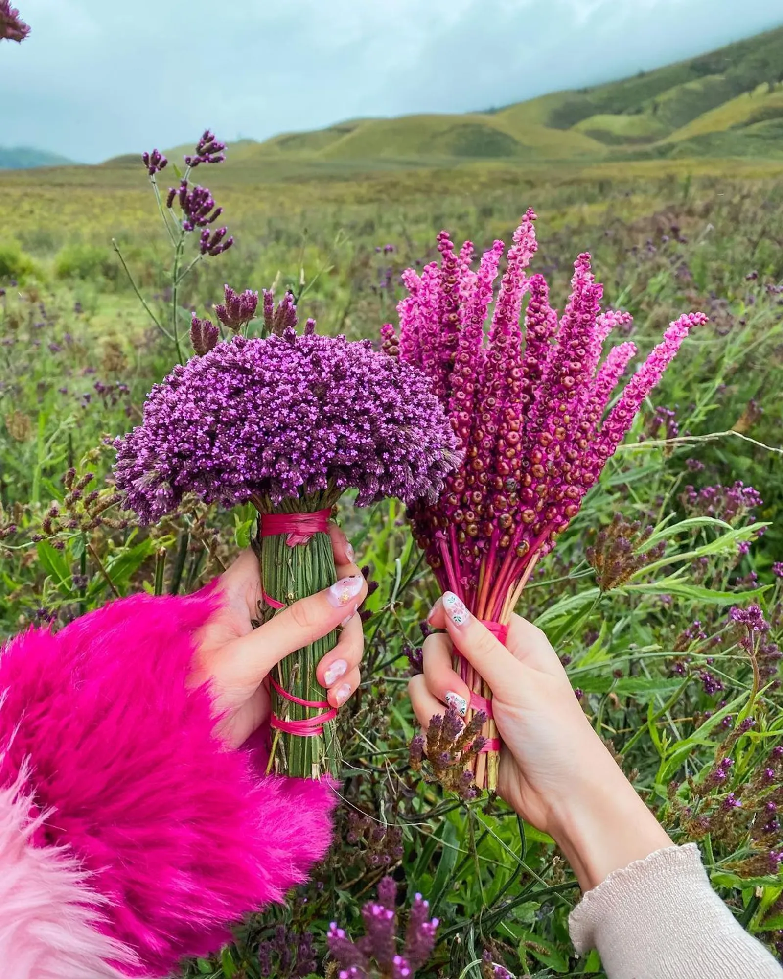 Fakta-Fakta di Balik Budidaya Bunga Edelweiss di Wisata Bromo