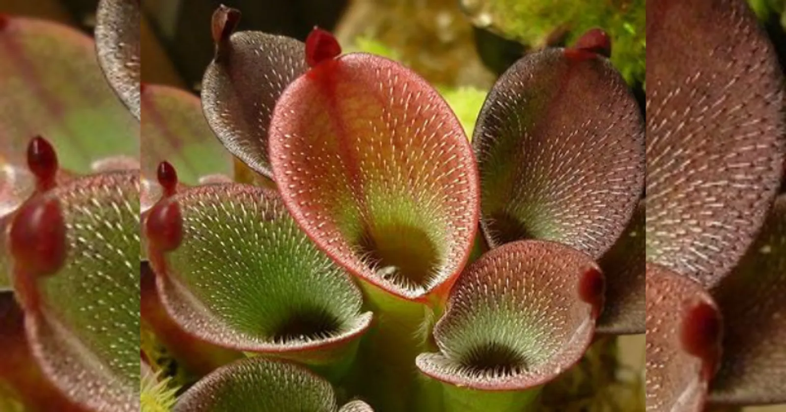 6 Jenis Tumbuhan Karnivora yang Cantik dan Cocok Sebagai Tanaman Hias