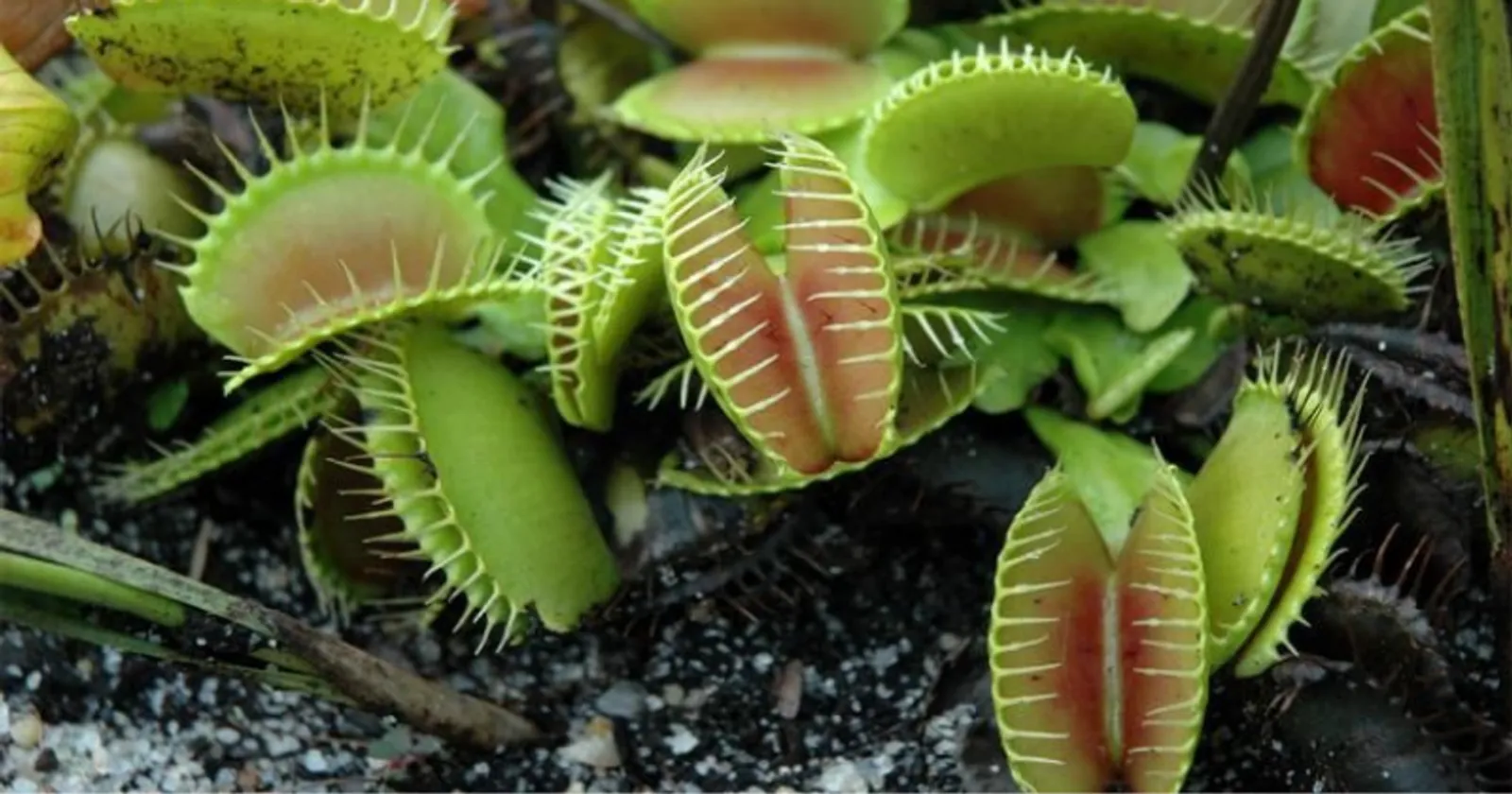 6 Jenis Tumbuhan Karnivora yang Cantik dan Cocok Sebagai Tanaman Hias