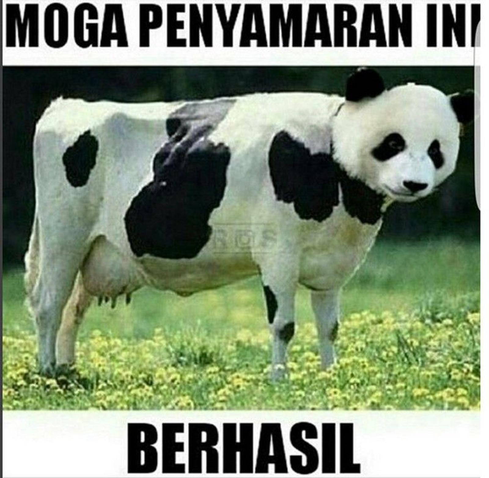 16 Meme Idul Adha Kocak Tentang Hewan Kurban