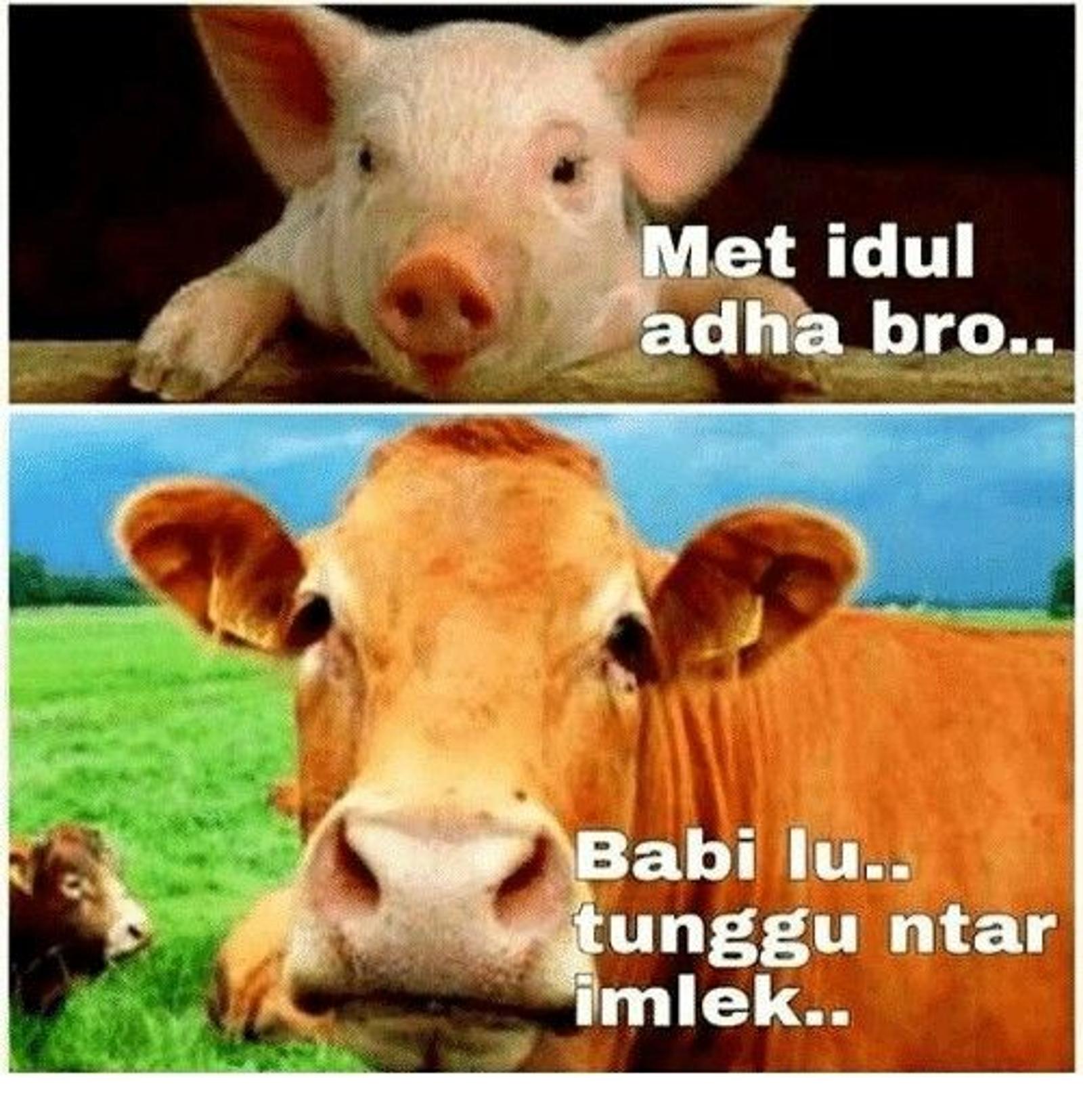 16 Meme Idul Adha Kocak Tentang Hewan Kurban