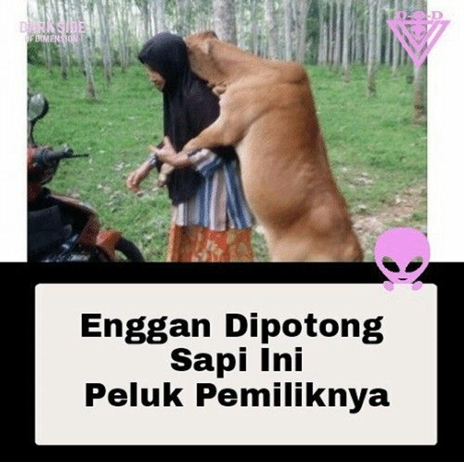 16 Meme Idul Adha Kocak Tentang Hewan Kurban