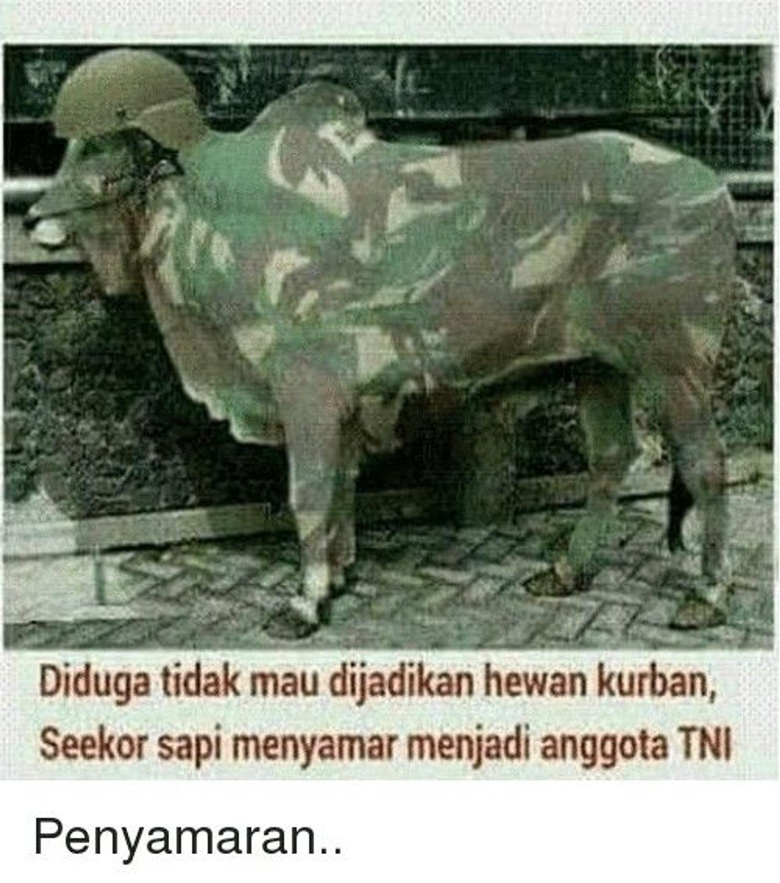 16 Meme Idul Adha Kocak Tentang Hewan Kurban